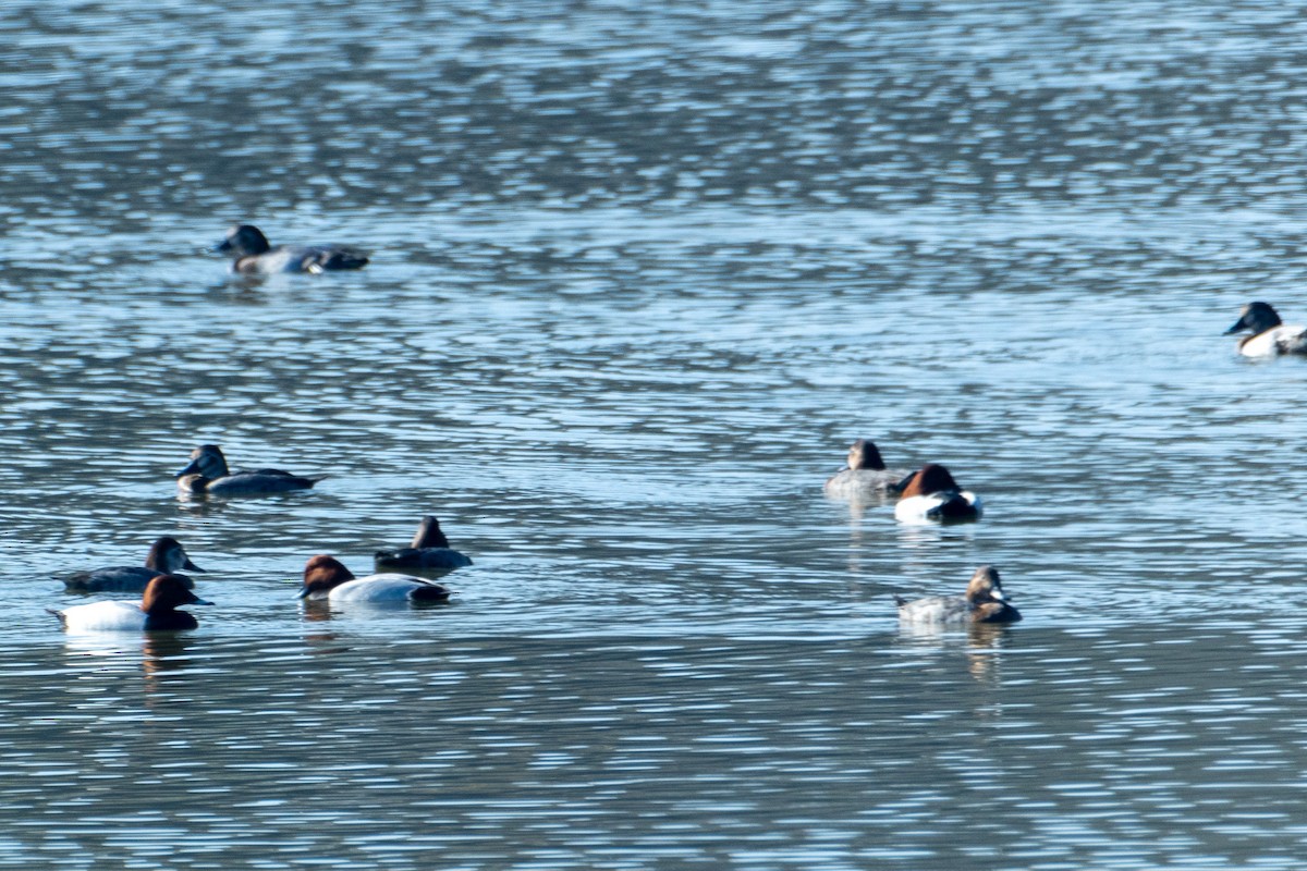 Common Pochard - ML542919651