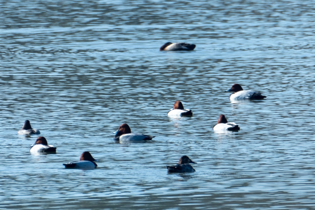 Common Pochard - ML542919661