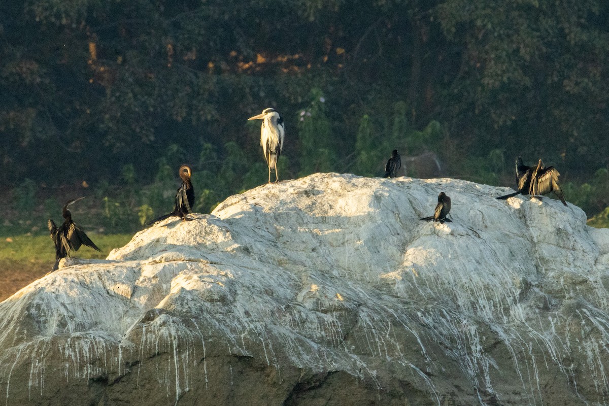 anhinga indomalajská - ML542919771