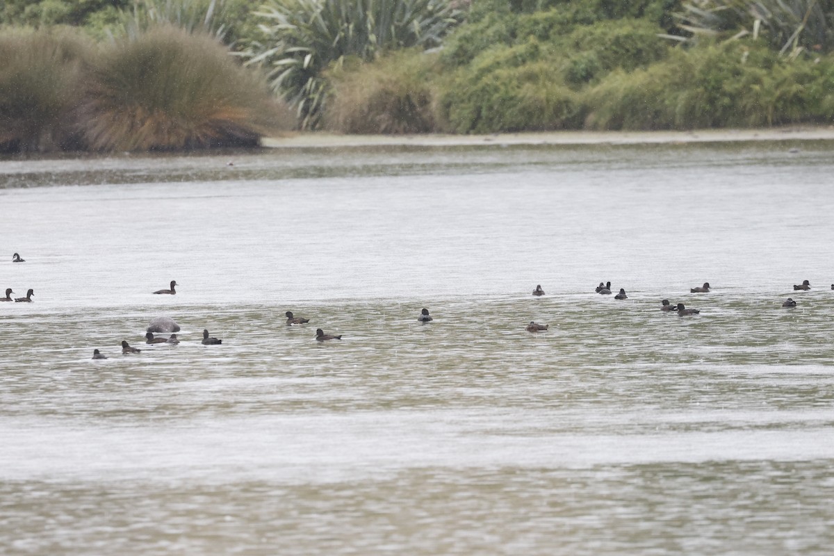 New Zealand Scaup - ML542919851