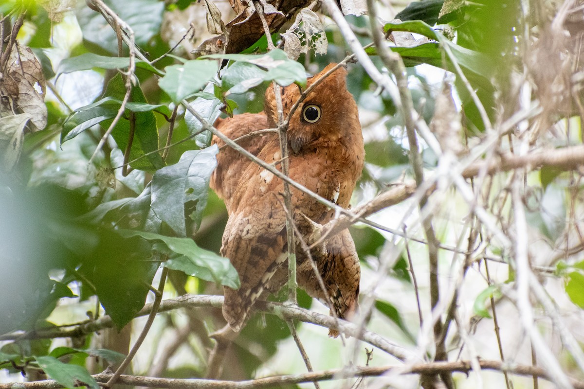 Sokoke Scops-Owl - ML542919941