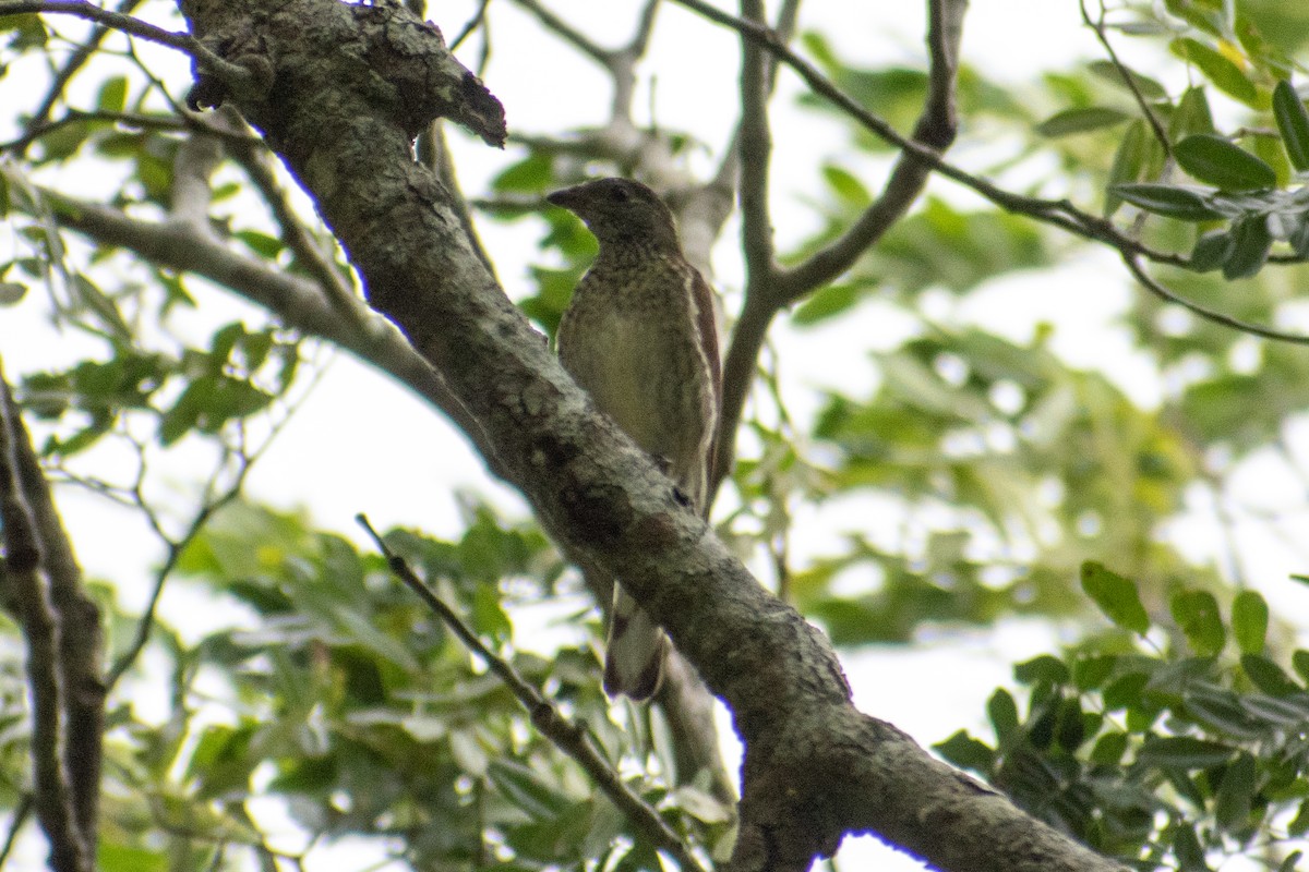 Scaly-throated Honeyguide - ML542920401