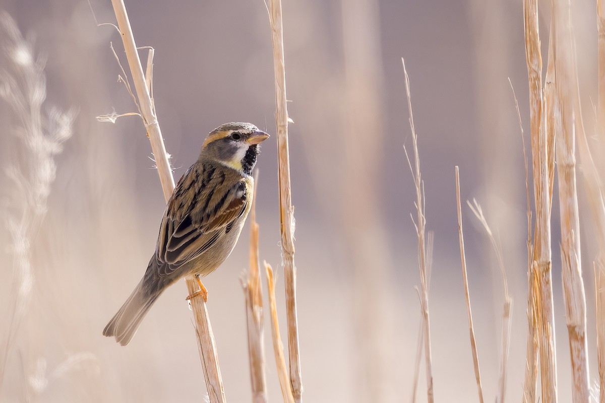 Dead Sea Sparrow - Wojciech Janecki