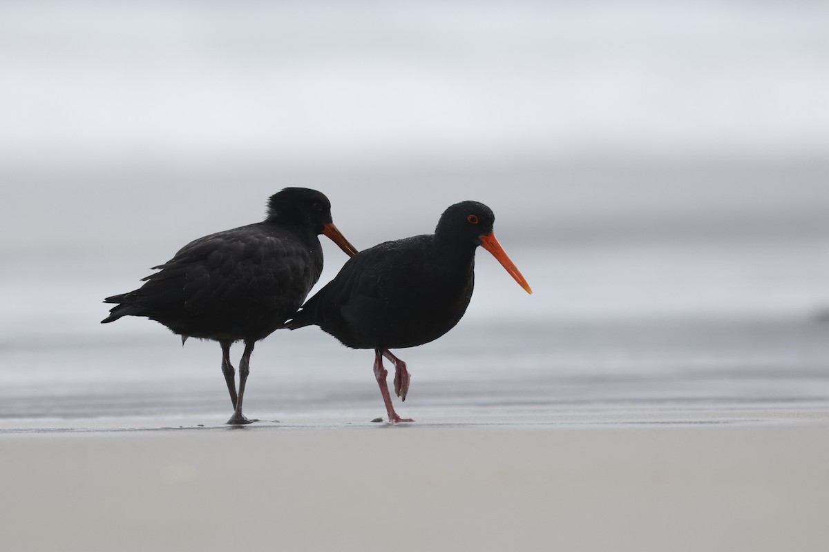 Variable Oystercatcher - ML542920641