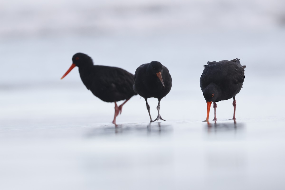 Variable Oystercatcher - ML542920661