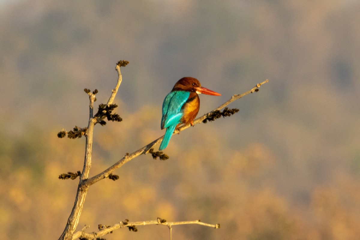 White-throated Kingfisher - ML542920691