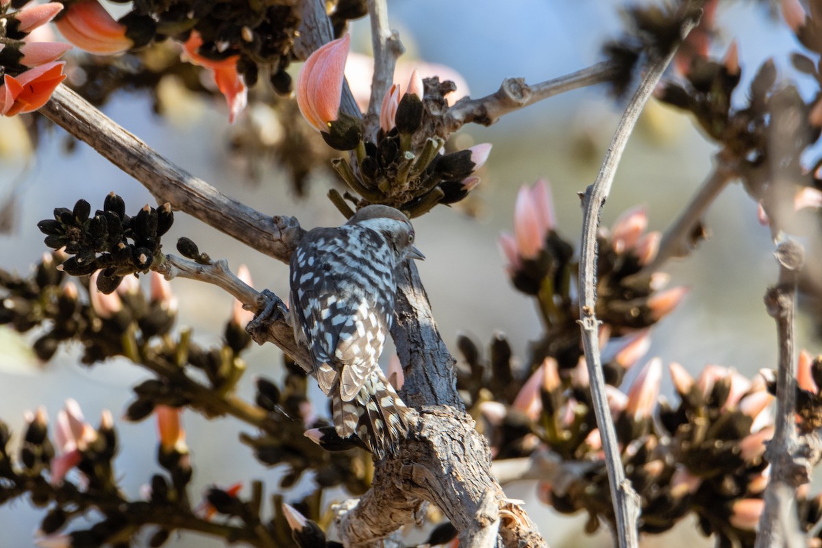 Brown-capped Pygmy Woodpecker - ML542920771