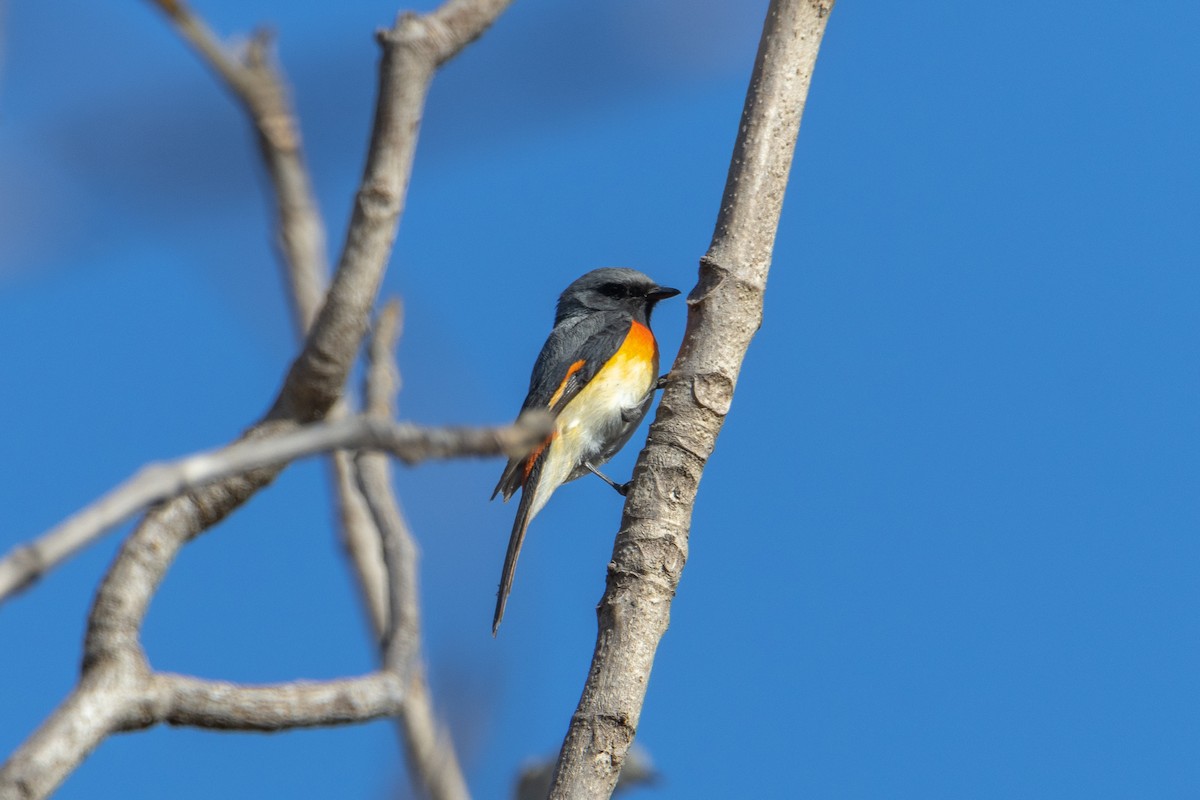 Small Minivet - ML542921001