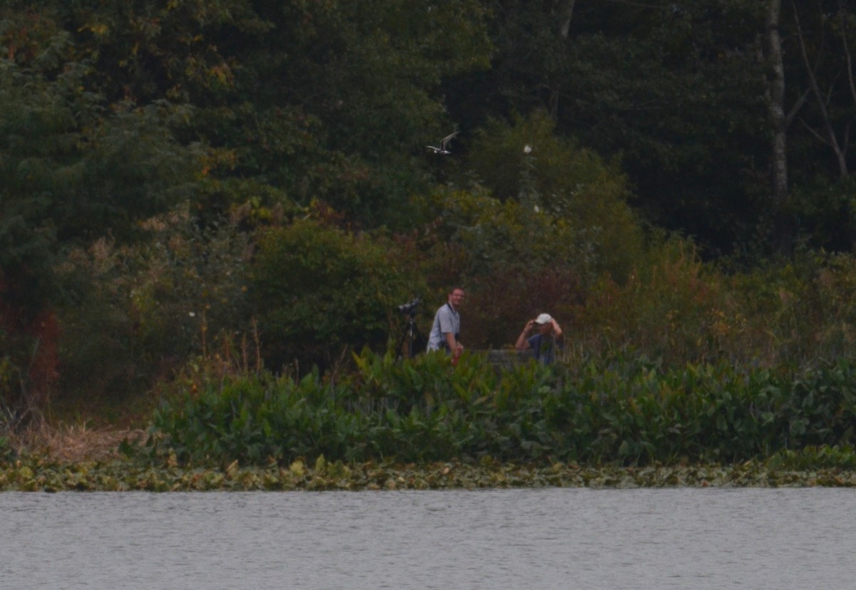 White-winged Tern - ML542921171