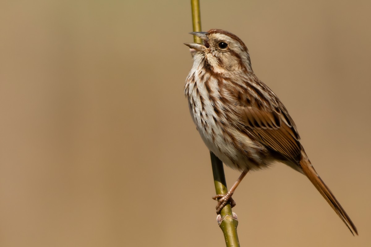 Song Sparrow - Matthew Plante