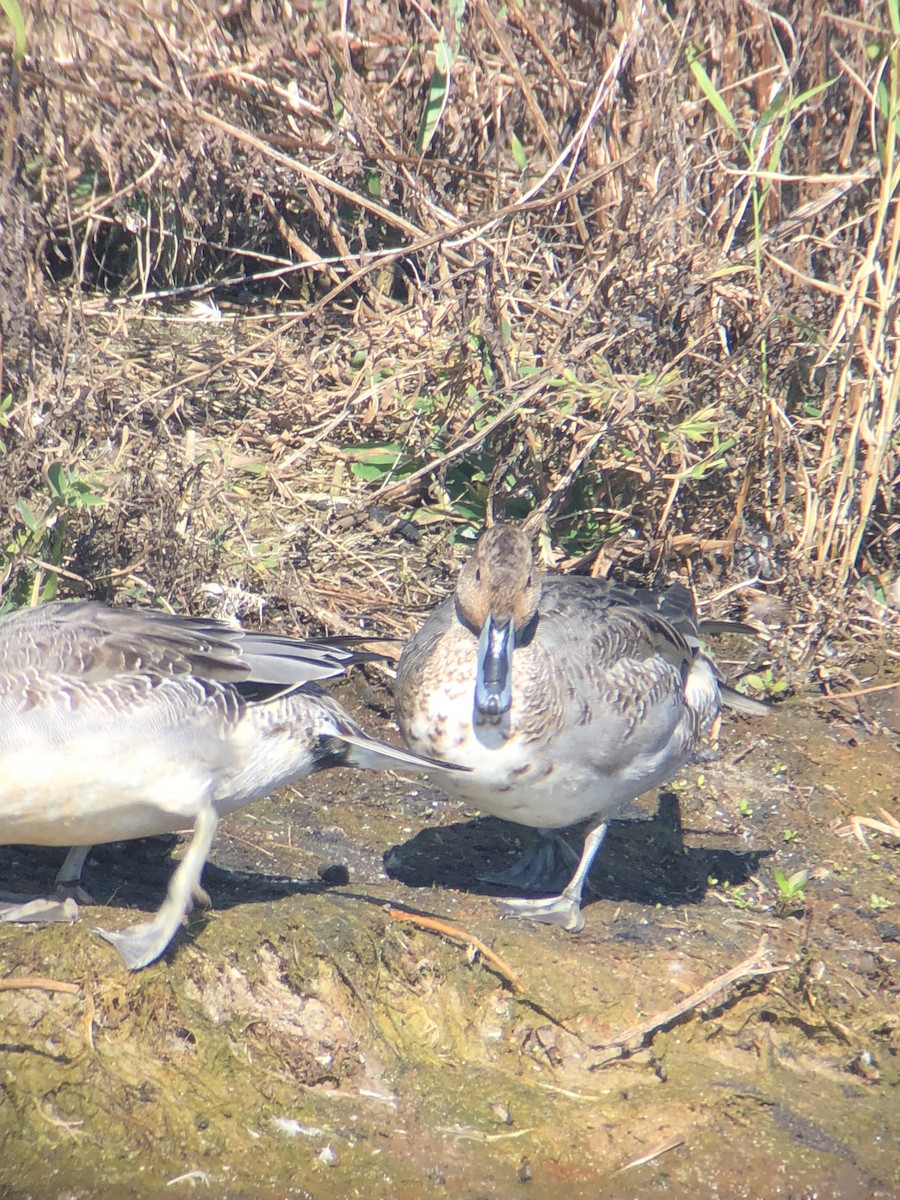 Northern Pintail - ML542922081