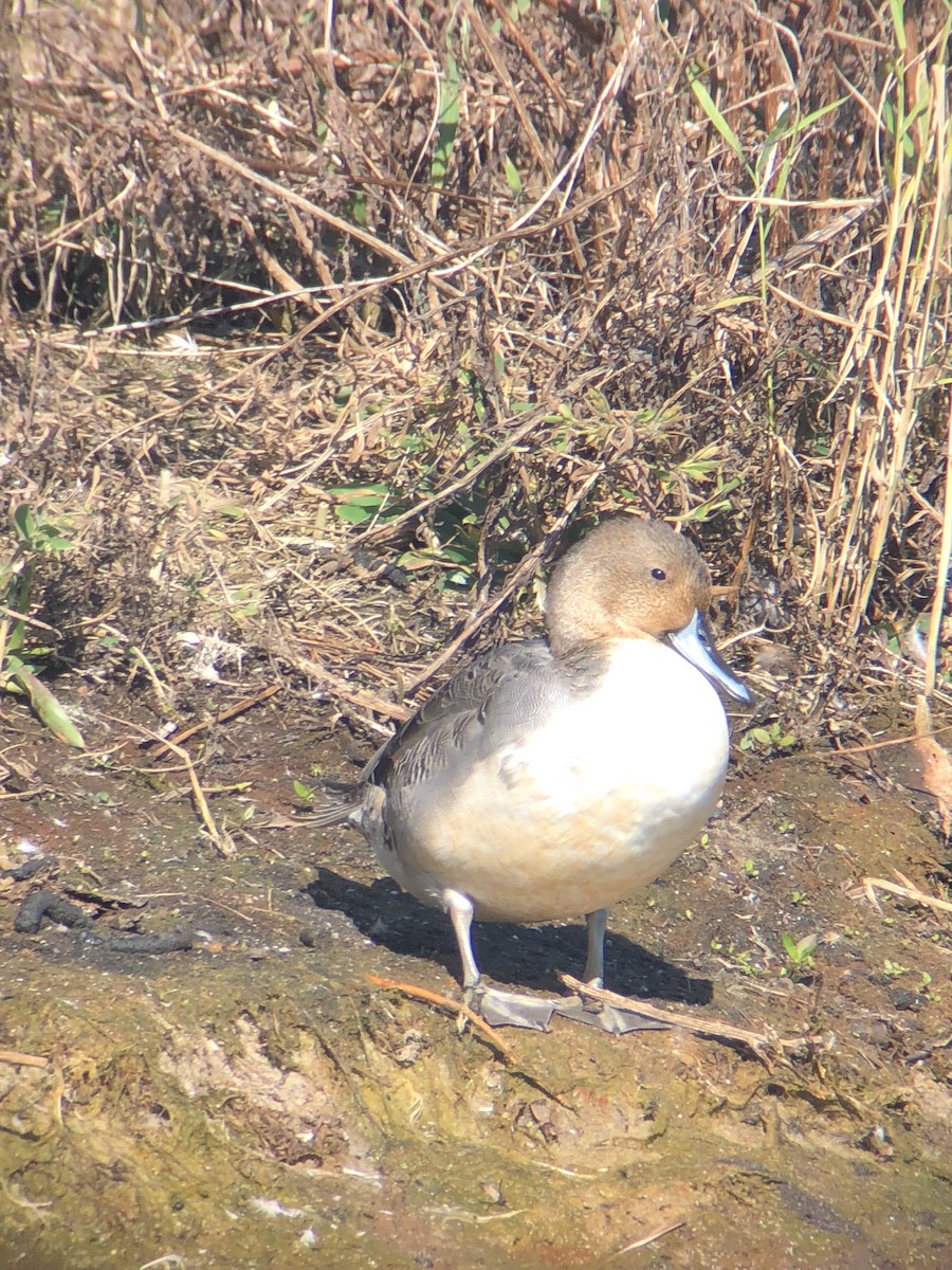 Northern Pintail - ML542922091