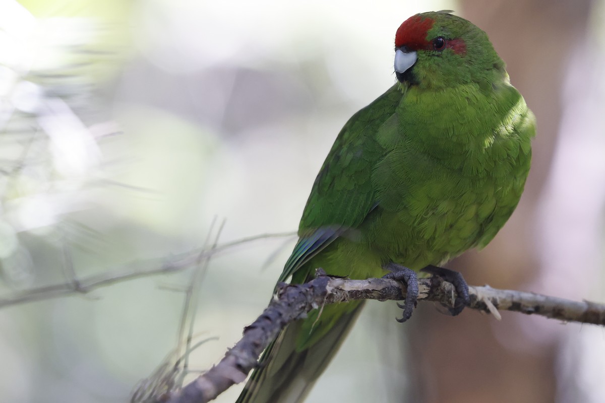 Red-crowned Parakeet - Mario Garcia