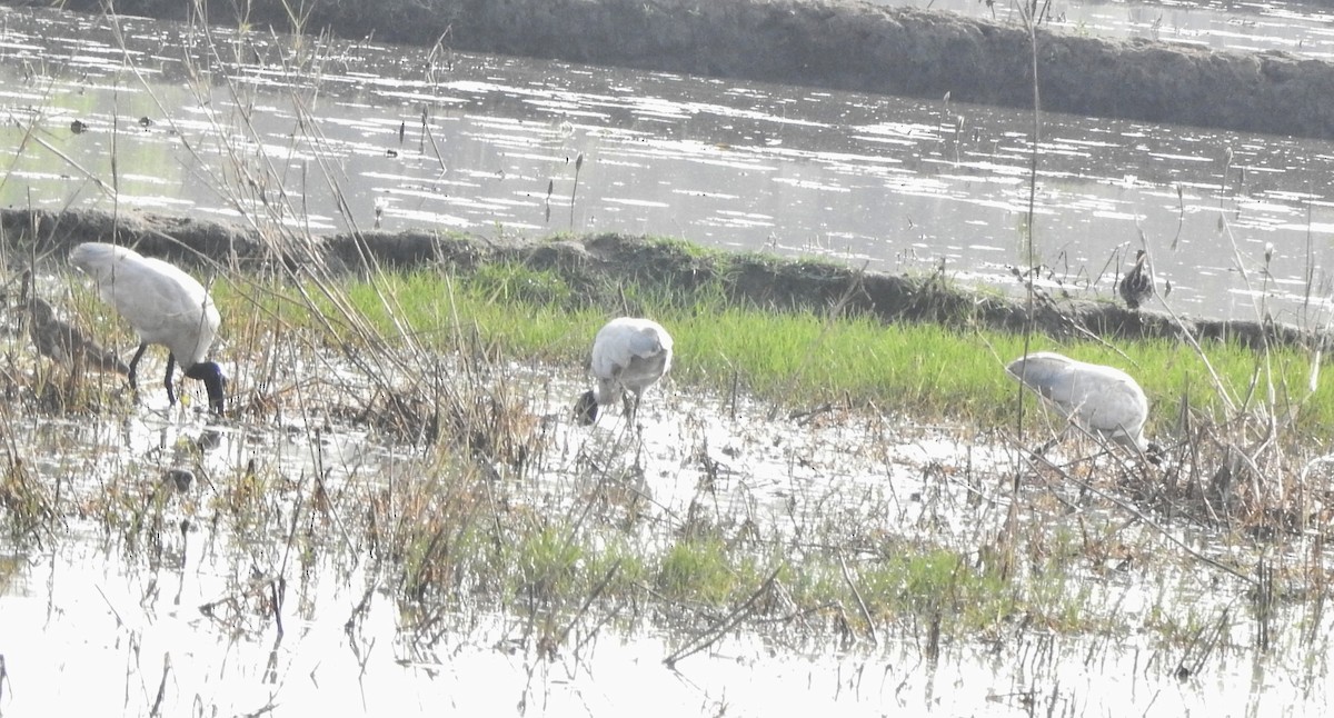 Black-headed Ibis - ML542922921