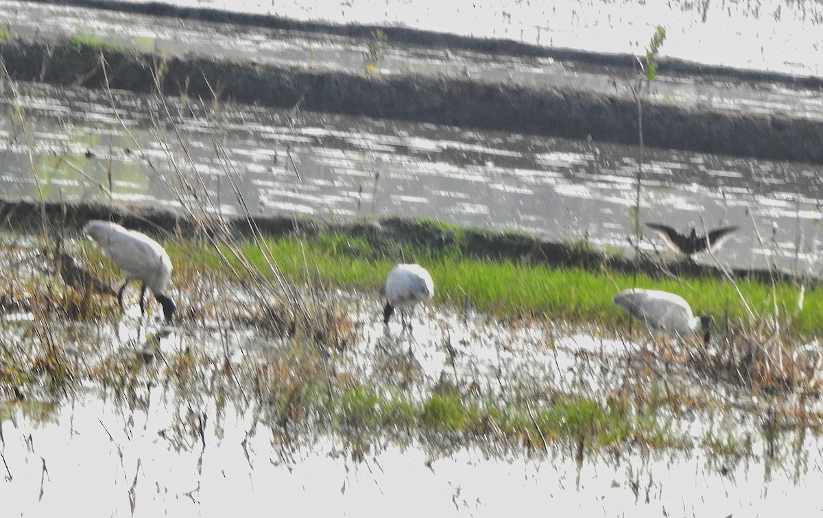 Black-headed Ibis - Afsar Nayakkan