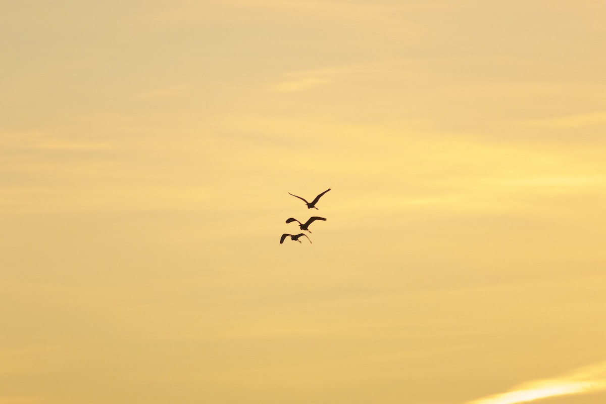 Great Egret - ML542923151