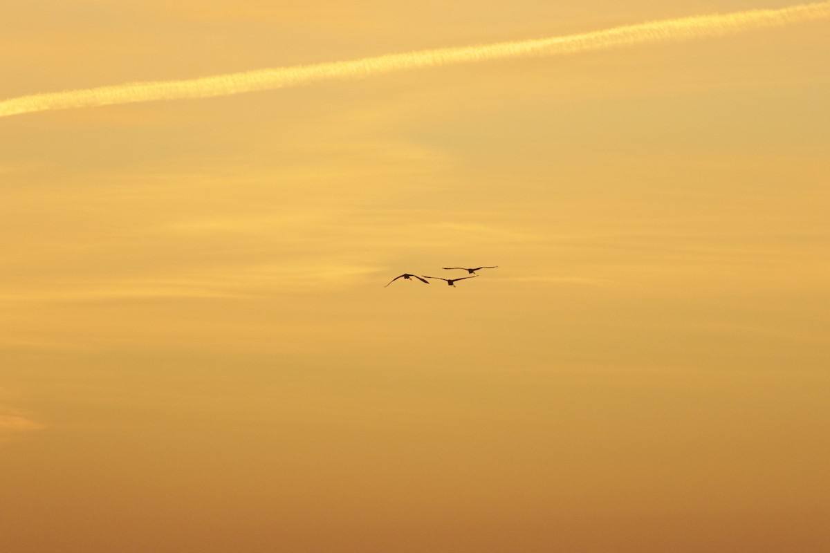 Great Egret - ML542923161