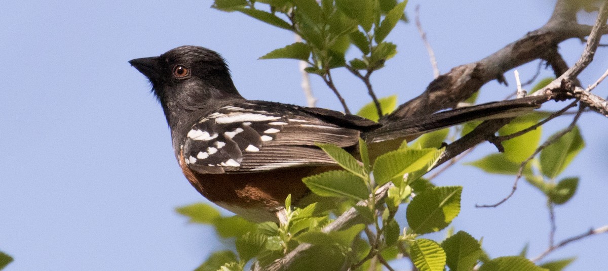 Spotted Towhee - ML54292361