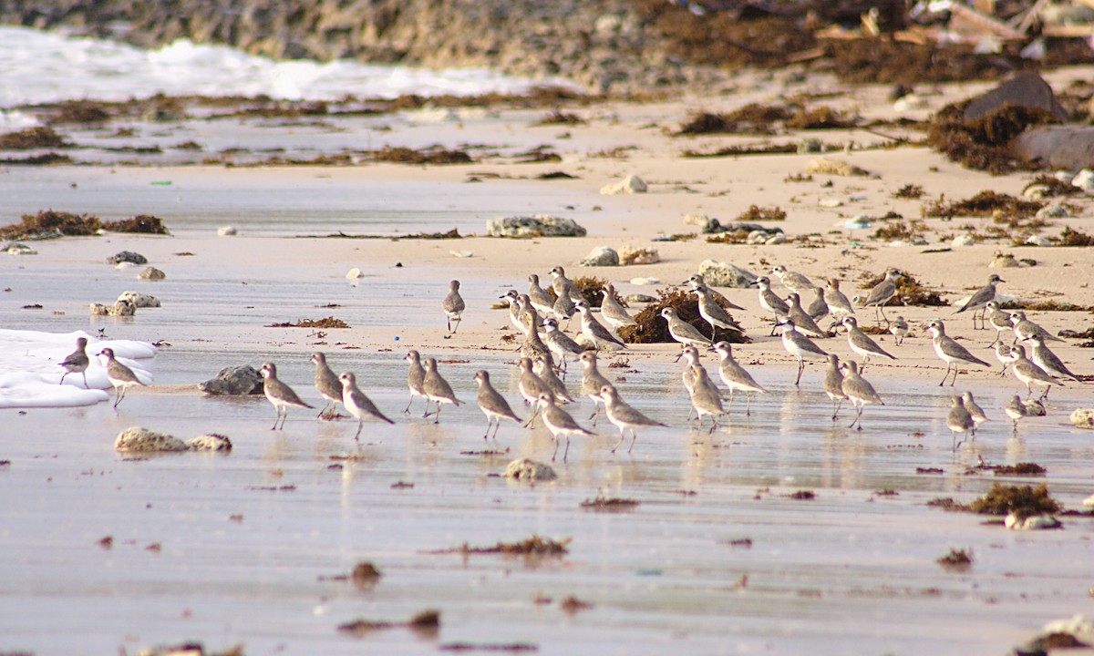 Pacific Golden-Plover - ML542924971