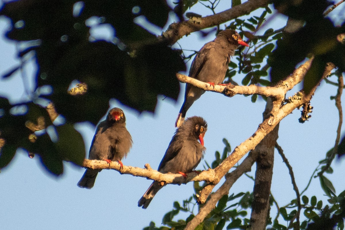 Chestnut-fronted Helmetshrike - ML542925851