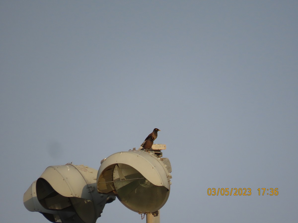 Common Myna - ML542925901