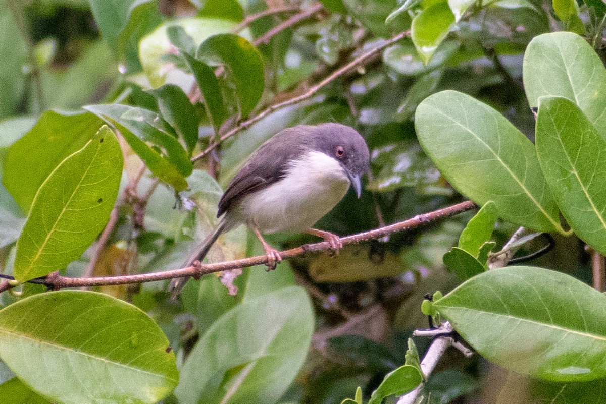 Black-headed Apalis - ML542926291