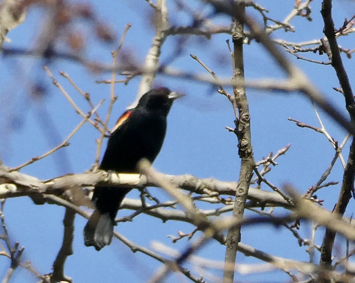Red-winged Blackbird - ML542926511