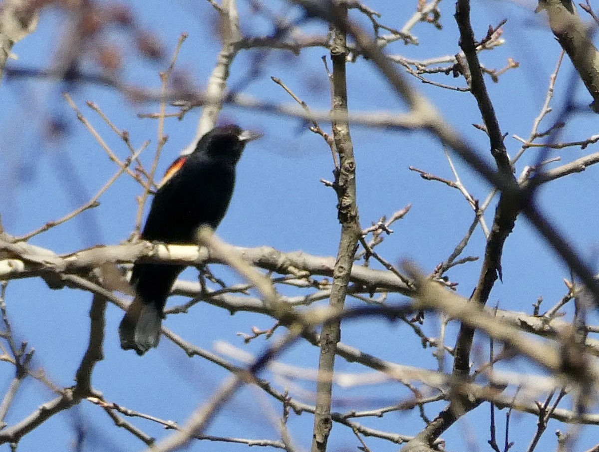 Red-winged Blackbird - ML542926521