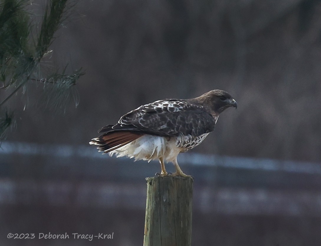 Red-tailed Hawk - ML542926731