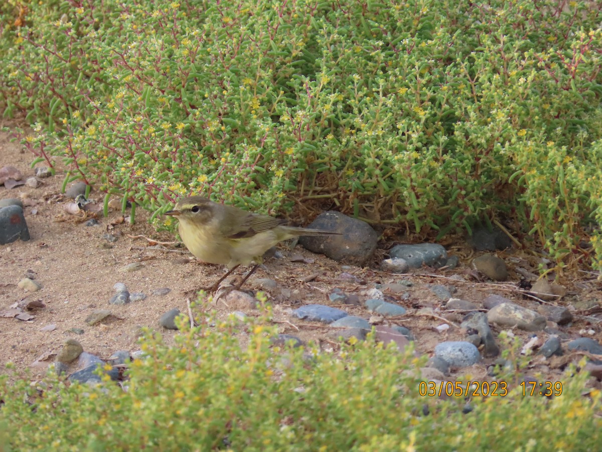 Willow Warbler - ML542927161