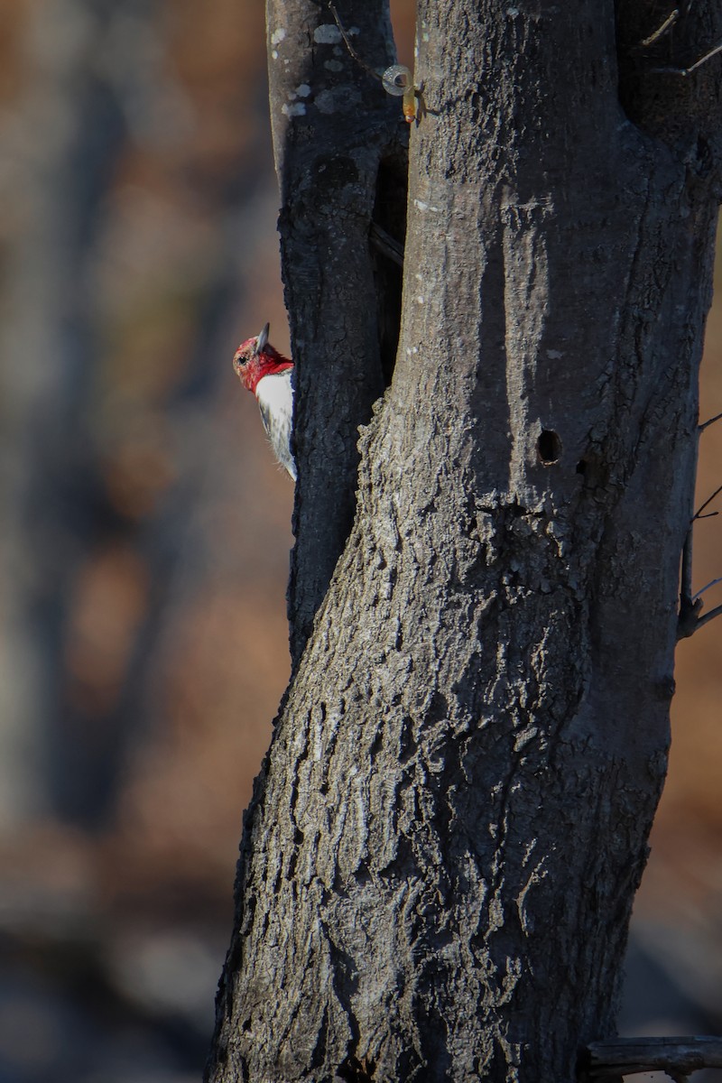 Red-headed Woodpecker - Jake Hillygus