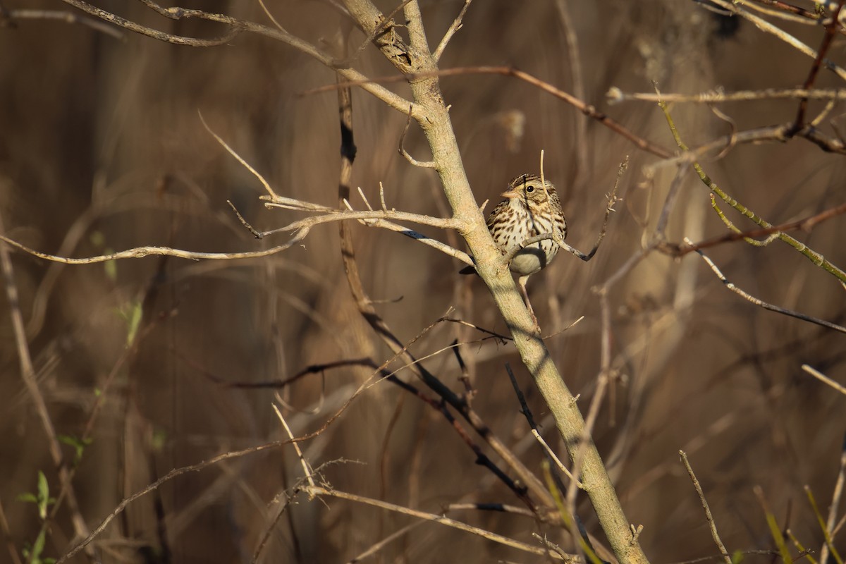 Savannah Sparrow - Jake Hillygus