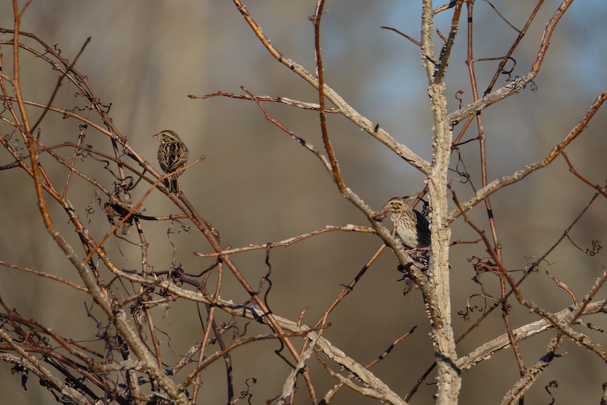 Savannah Sparrow - ML542927681