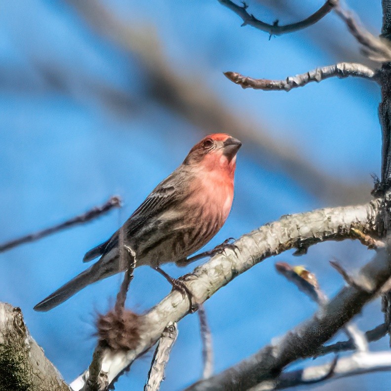 House Finch - ML542927761