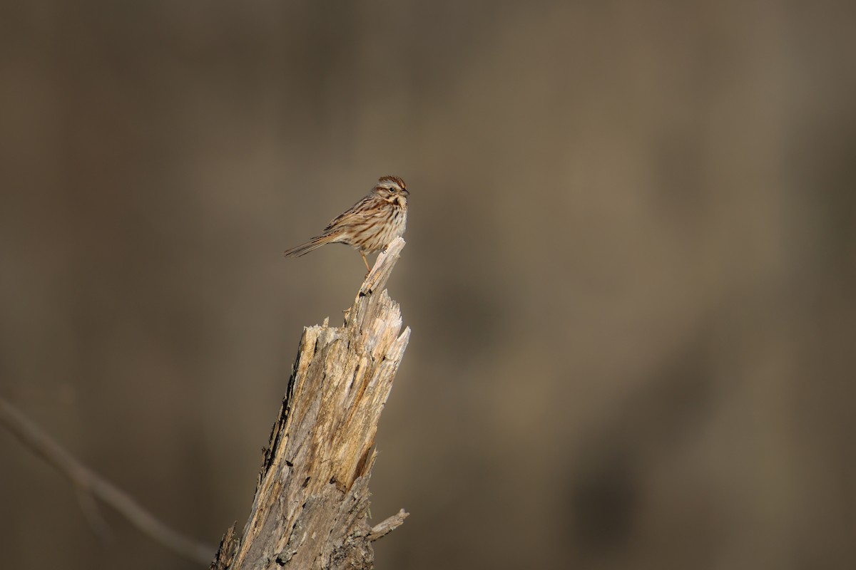 Song Sparrow - Jake Hillygus