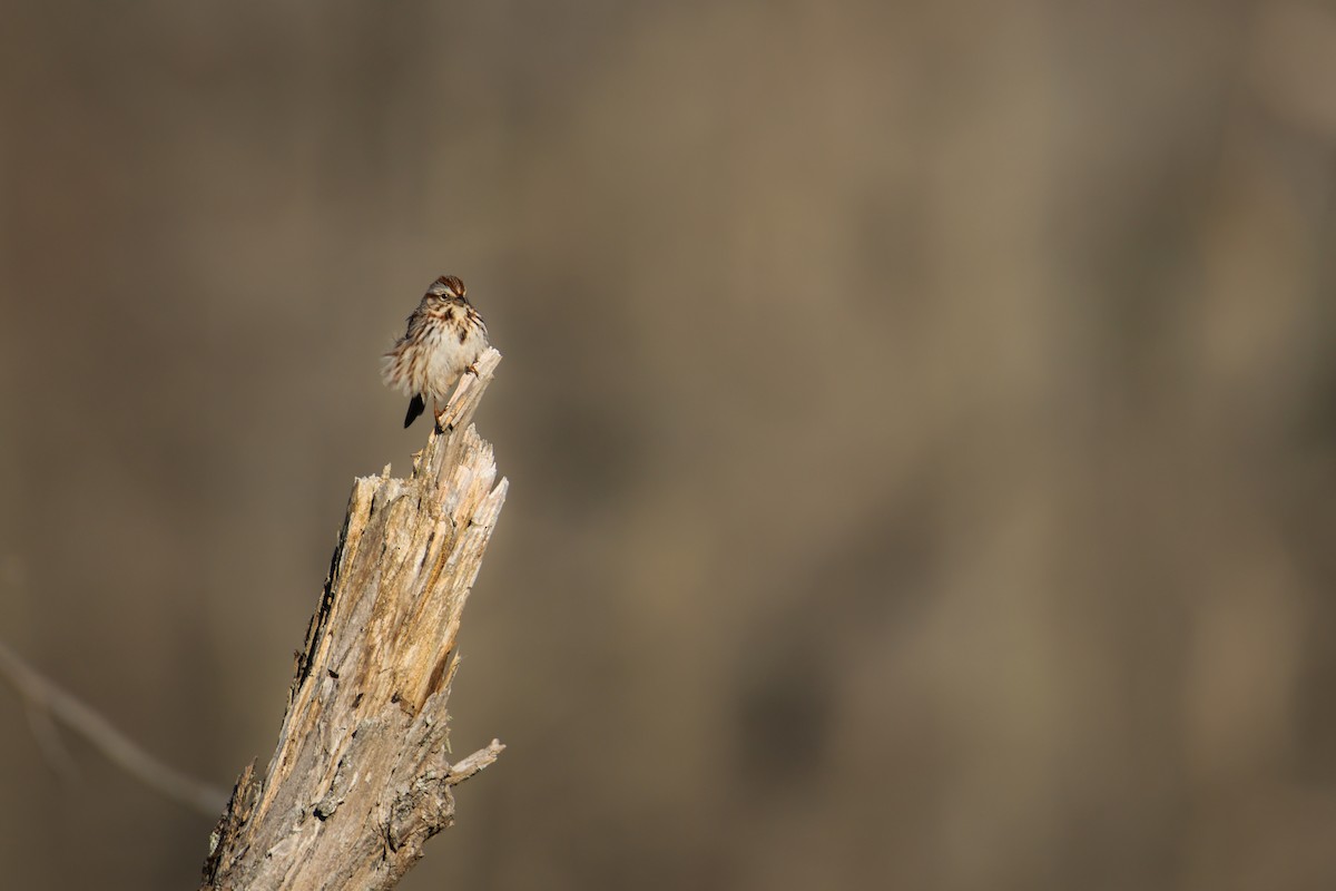 Song Sparrow - Jake Hillygus