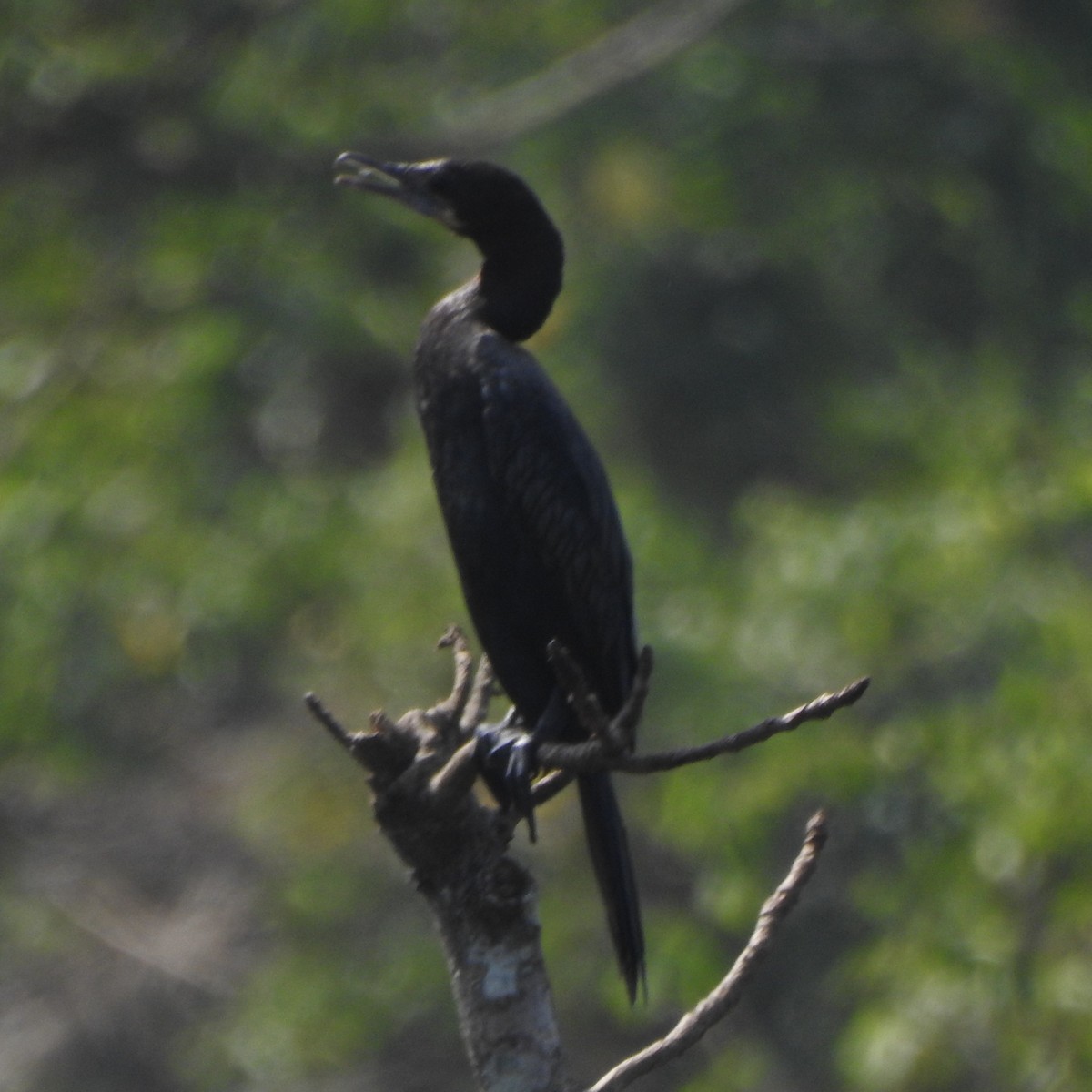 Little Cormorant - Afsar Nayakkan