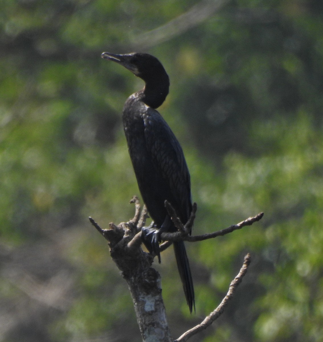 Little Cormorant - ML542927921