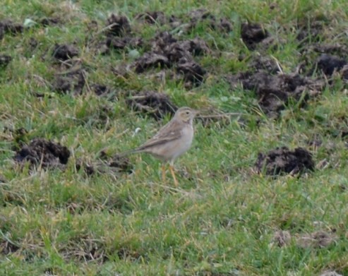 Richard's Pipit - ML542928011
