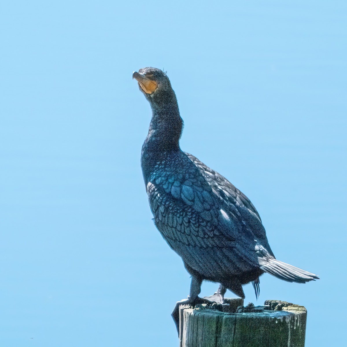 Double-crested Cormorant - ML542928221