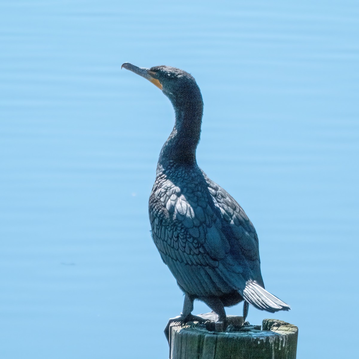 Double-crested Cormorant - ML542928231