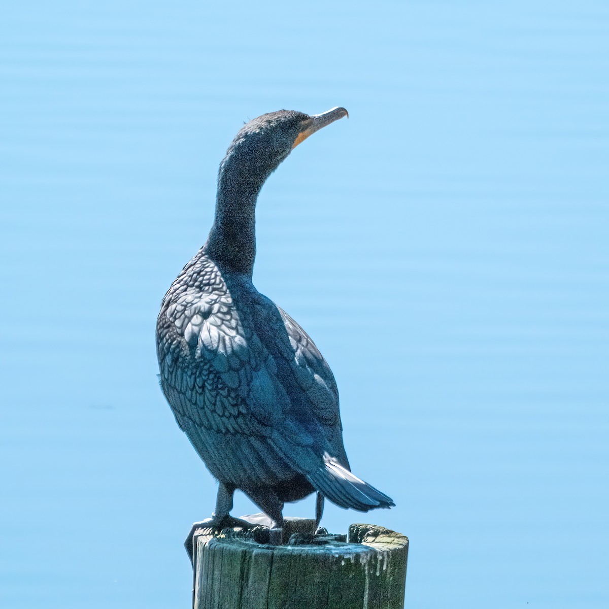 Double-crested Cormorant - ML542928241