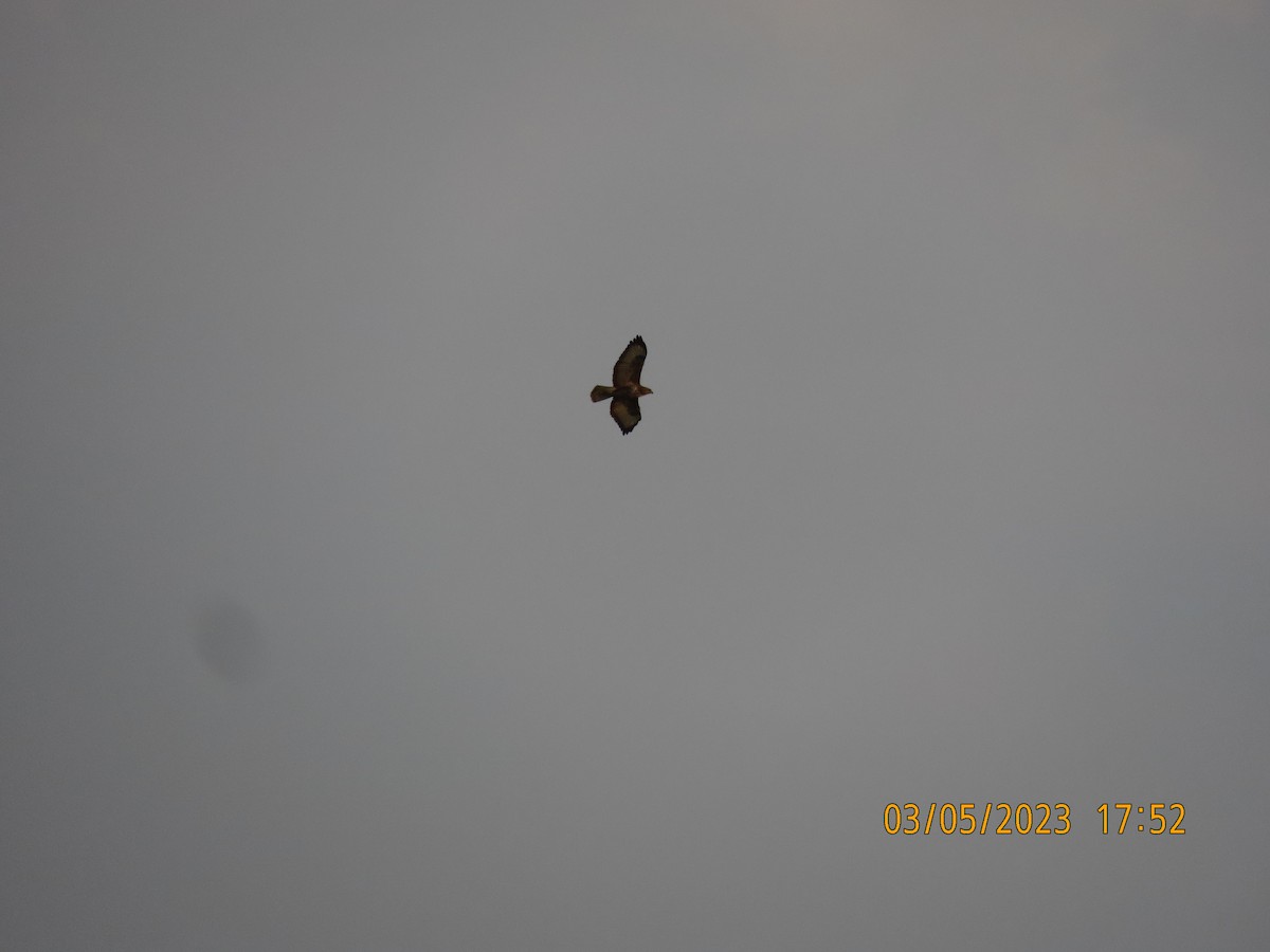 Common Buzzard (Steppe) - ML542928551