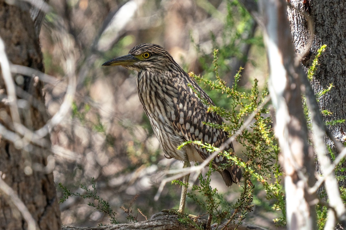 Nankeen Night Heron - Scott  Rolph