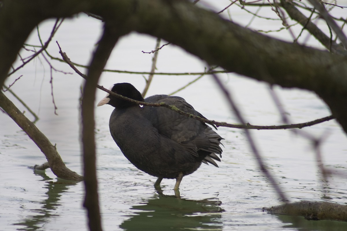 Eurasian Coot - ML542928881