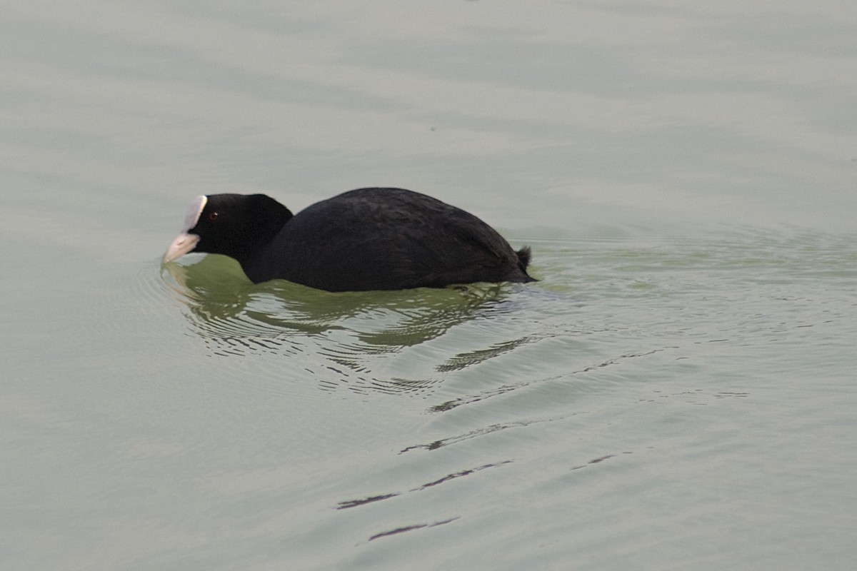 Eurasian Coot - ML542929191