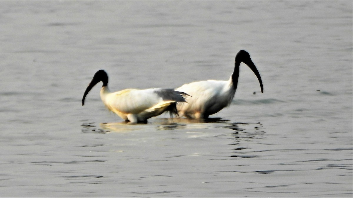 ibis černohlavý - ML542929381