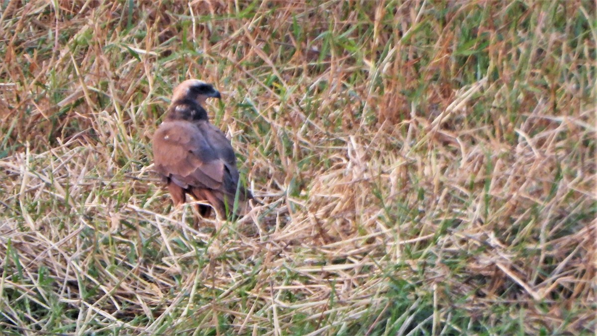 Western Marsh Harrier - ML542929661