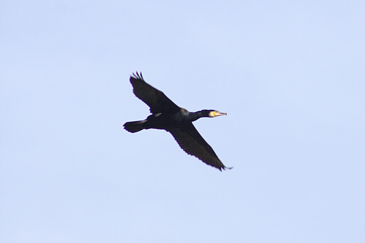 Great Cormorant - ML542930051