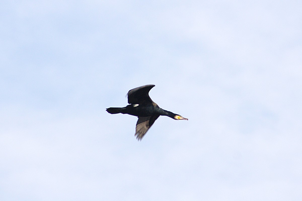 Great Cormorant - ML542930061